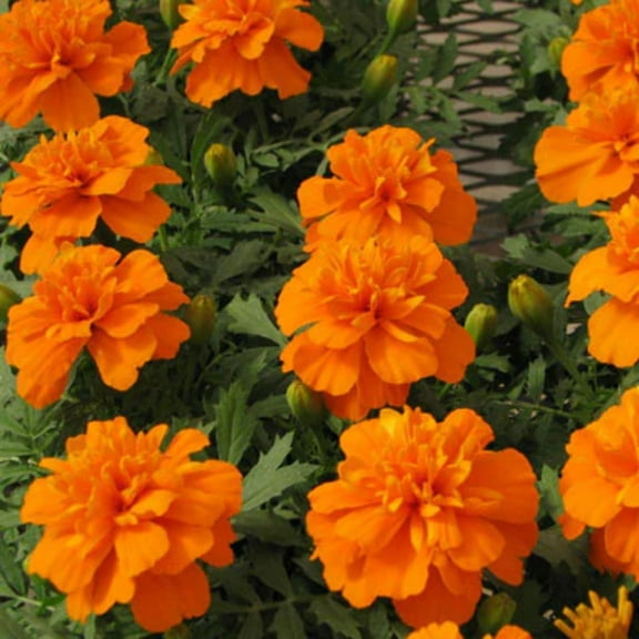 Marigold Seeds - Bonanza Deep Orange Marigold Variety Seeds - Annual with Robust Blooms - UNTREATED - 50 Seeds