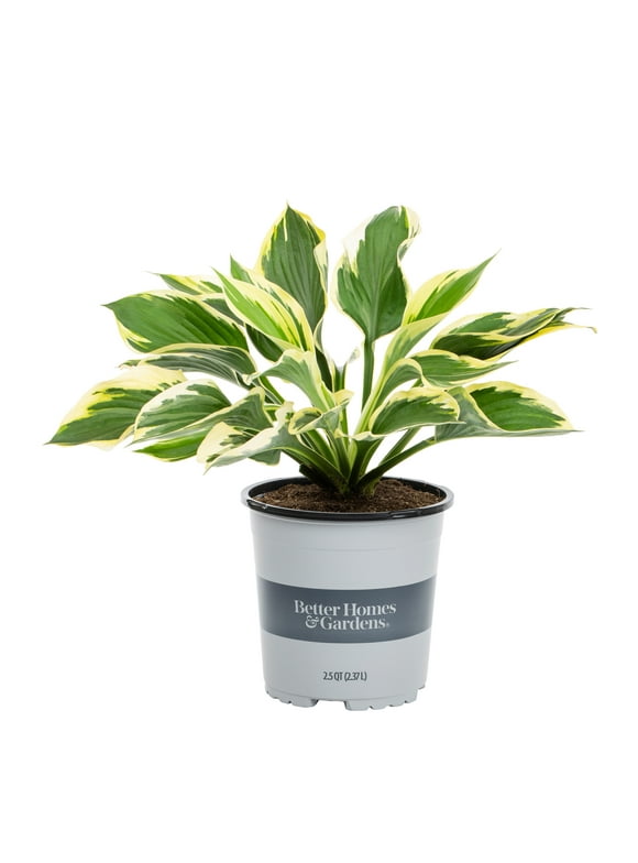 Perennials in Live Plants