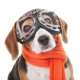 thumbnail image 2 of Wdftyju Gafas para mascotas, plegables, pequeñas, medianas y grandes, para perros, protección UV, accesorios para gafas de sol Wdftyju 5em9zc6kn8kg4pc2D02, 2 of 9