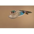thumbnail image 2 of Costina, Mircea 32x23 Black Ornate Wood Framed with Double Matting Museum Art Print Titled - Wood Duck, 2 of 4
