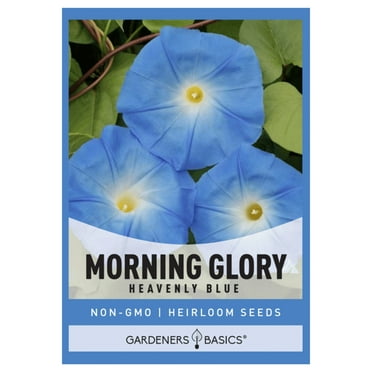 Heavenly Blue Morning Glory Seeds