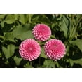thumbnail image 4 of 40+ Rare Seeds-Betty Anne Dahlia Seeds-#D017-Authentic Seeds-Flowers-Seeds-Rose seeds-Herb seeds-Vegetable Seeds-Mix Seeds for Plant- B3G1, 4 of 4