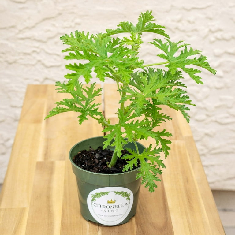 10 inch ceramic planter with saucer LE TAUCI Ceramic Plant Pots, 8 + 10 Inch Pots for Plants, Indoor Plant   LETAUCI