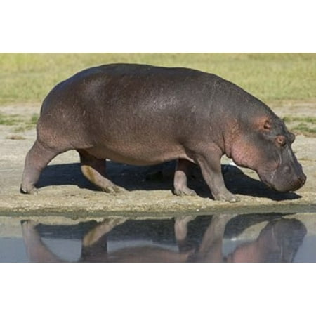 Hippopotamus Sofa Side profile of a hippopotamus walking Ngorongoro Crater Ngorongoro Conservation Area Tanzania (Hippopotamus amphibius) Poster Print by Panoramic Images (16 x 11) ()