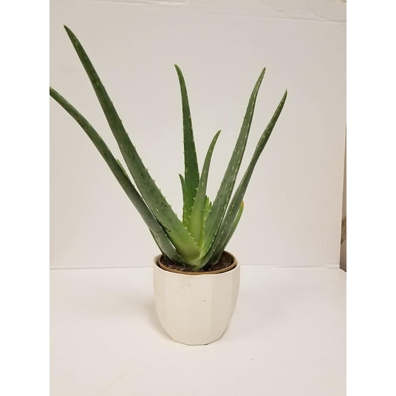 Live 4 Inch Aloe Vera in 4" White Ceramic Gift Container