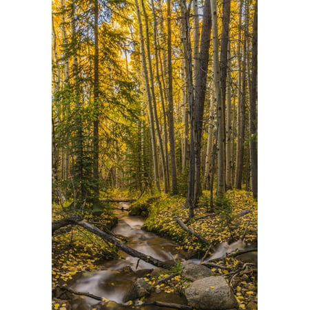 USA, Colorado, Rocky Mountain National Park. Waterfall in forest scenic. Print Wall Art By Jaynes (Best Waterfalls In Colorado)