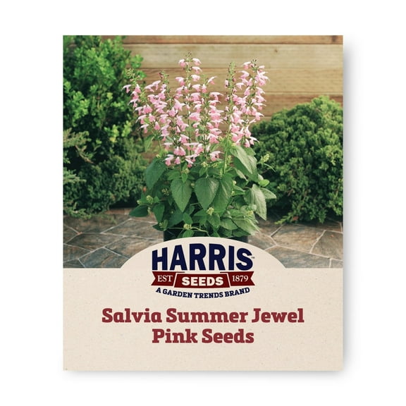 Harris Seeds - Salvia Summer Jewel Pink Seeds - Early Bloom - Annual Flowers - 250 Seeds