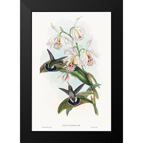 Gould, John 11x14 Black Modern Framed Museum Art Print Titled - Glaucis fraseri-Frasers Barbed-throat