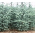 thumbnail image 5 of Blue Ice Arizona Cypress Tree - Live Plant ( 2.5 QT ) - Evergreen Tree | Privacy Screen, 5 of 6