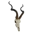 thumbnail image 2 of Veronese Design WU75827VA Kudu Skull Wall Sculpture, 2 of 5