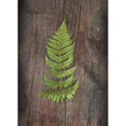 thumbnail image 3 of Schlabach, Sue 11x14 Black Modern Framed Museum Art Print Titled - Woodland Fern I, 3 of 5