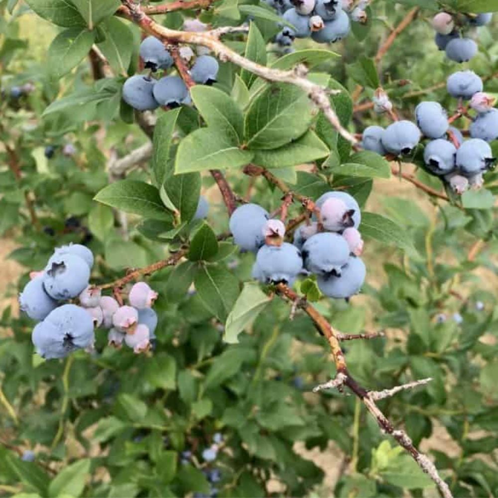 Expert Gardener 2-3 ft. Tall Colibri Blueberry Live Tree in 3- Gallon Grower Pot