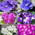 thumbnail image 2 of 2 Assorted African Violet Live Plants, African Violet Houseplant in 4" Pots, Blooming Indoor Plant for Home or Office with Vibrant Flowers, Random Colors, 2 of 6