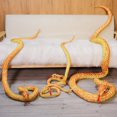 thumbnail image 5 of Dosaele Géant Serpent en Peluche Jouet Animal en Peluche Python Serpent Oreiller Poupée Jouets Faux Serpent Décorations d'Halloween Maison 43 Pouces Blanc, 5 of 5