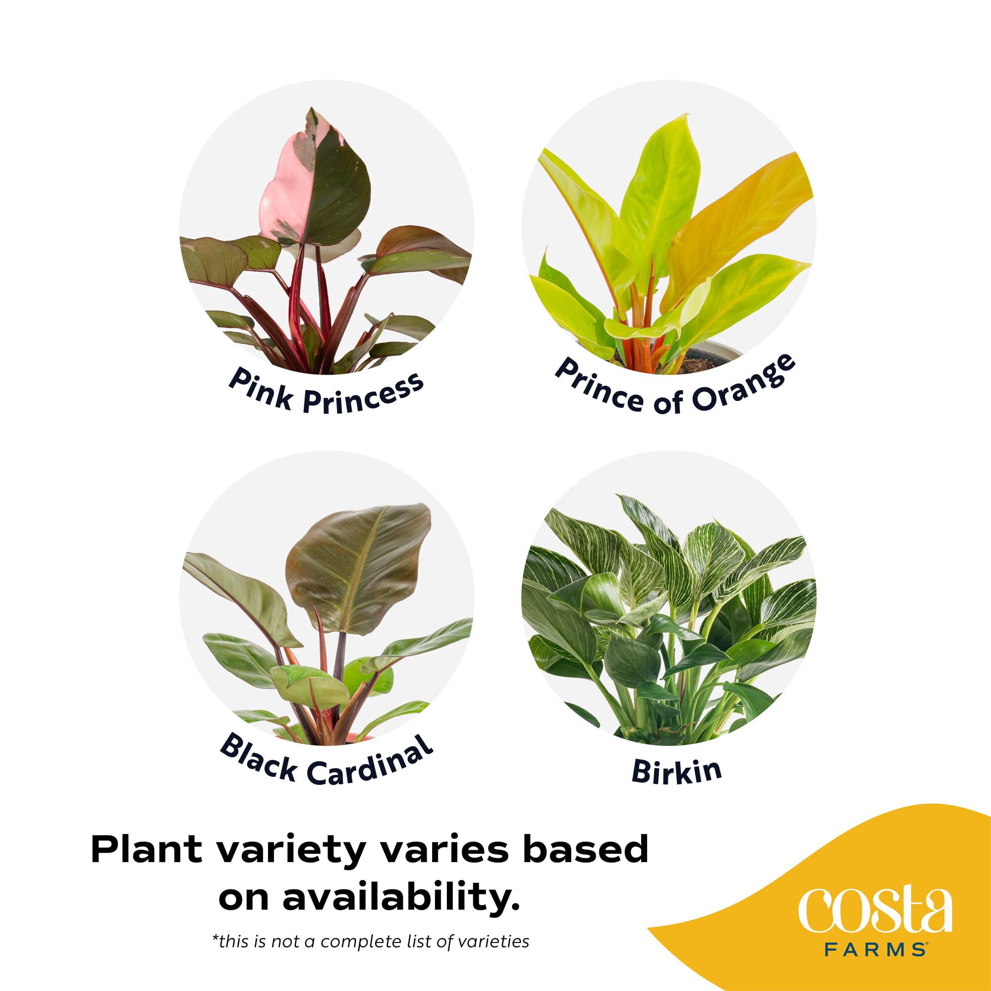 Costa Farms 12" Philodendron Grower's Choice Live House Plants in 5" Grower Pot