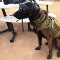 thumbnail image 3 of Coussinets pour Chien Protection Auditive Coussinets Portables Protection contre le Bruit avec Rembourrage en Mousse Écouteurs Légers pour Chien avec Sangle Réglable pour Tout Chien pour Camping Extérieur Voyage Marron, 3 of 3