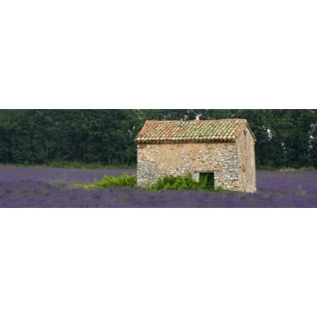 Lavender Stone - Stone building in a lavender field Provence-Alpes-Cote DAzur France Canvas Art - Panoramic Images (18 x 6)
