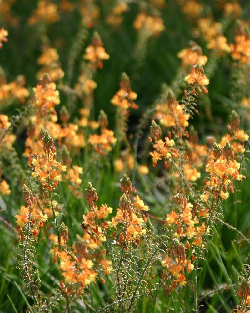 Bulbine Frutescens Hallmark Orange - 3 Live Plants - Butterfly Attracting Flowering Groundcover