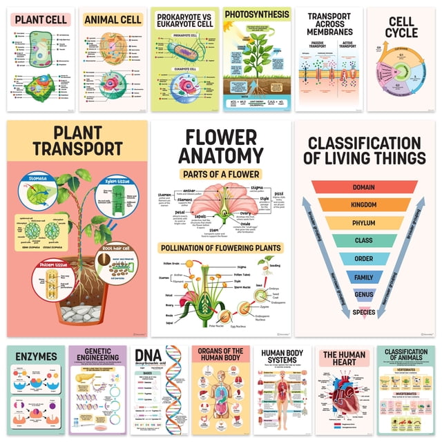 Set de pósters Decorably Biology, 16 unidades, 28 x 43 cm, mate