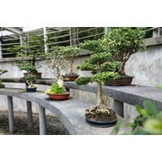 Bonsai Tree Bundle | Collection of 5 Live Tree Seedlings