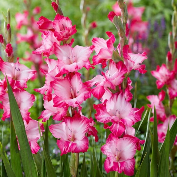 Easy to Grow Gladiolus Pink Pearl 10 Bulbs, Bright Pink Blooms Summer Sun
