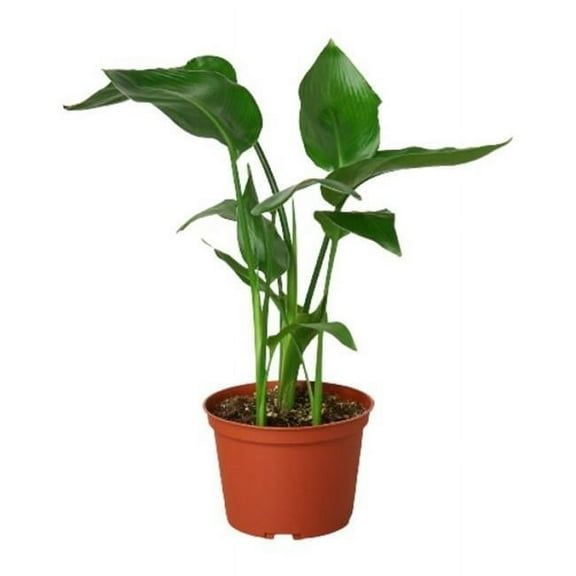 House Plant Dropship 6-STRELITZIA-BIRD.OF.PARADISE White Bird of Paradise Strelitzia Nicolai Plant