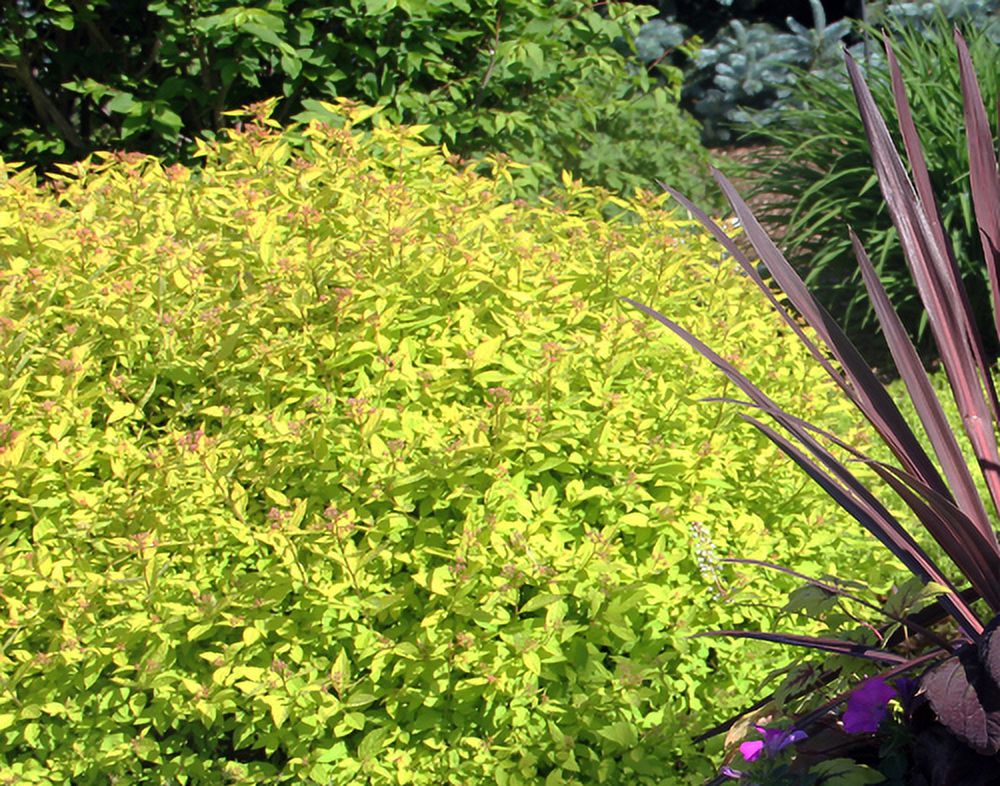 Expert Gardener 3.25G Spirea Goldmound Live Plants Full Sun Pink