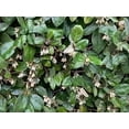 thumbnail image 4 of Elaeagnus Ebbingei  3 Extra Large 3 Gallon Plants  Elaeagnus x ebbingei  Lustrous Foliage  Fast-Growing Hedge, 4 of 4