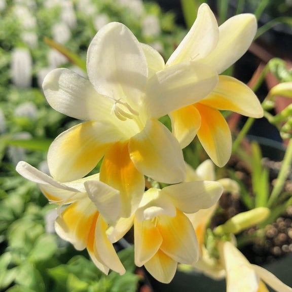 Easy to Grow Freesia Antique Alba 15 Plant Bulbs, Fragrant Flowers Spring Zones 9-11