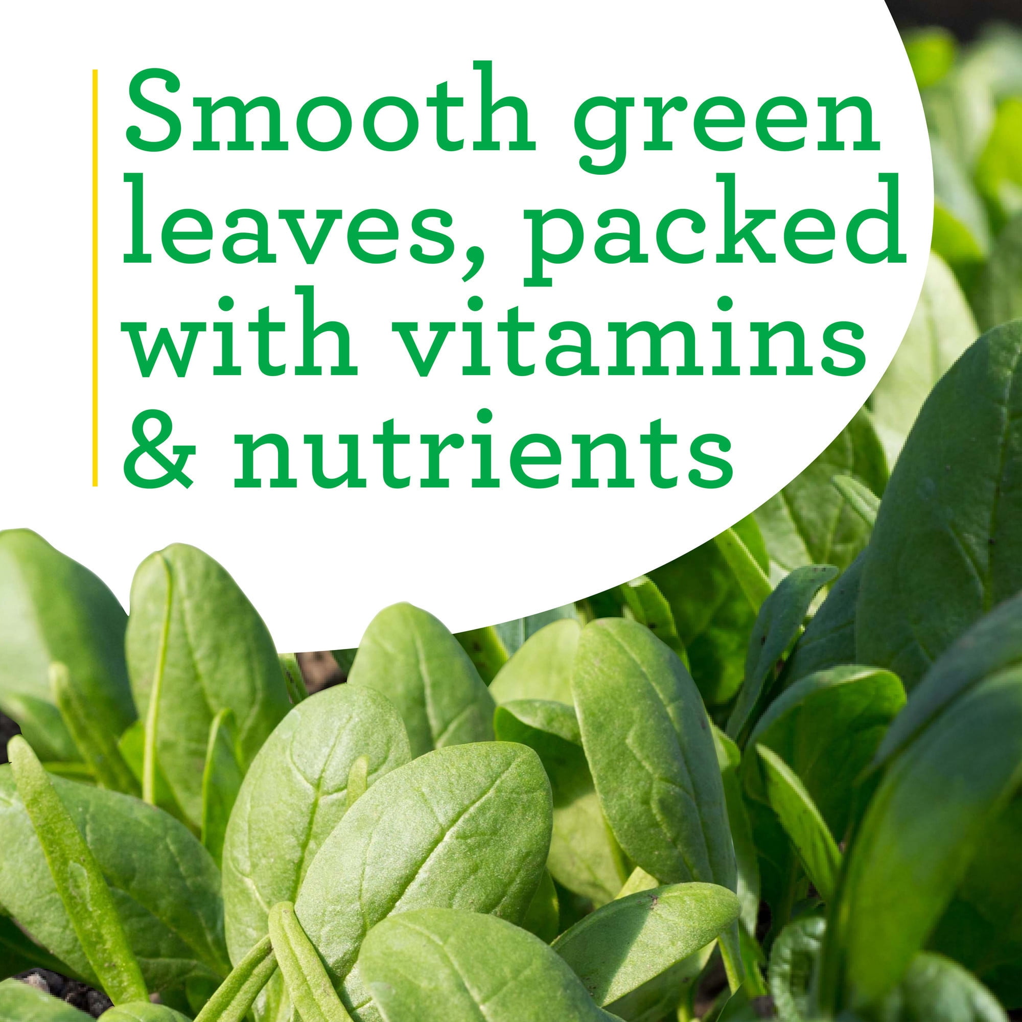 Bonnie Plants 12" Spinach Live Plants in 4" Grower Pots (2 Count)