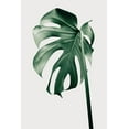 thumbnail image 2 of 1x Studio III 13x18 White Modern Wood Framed Museum Art Print Titled - Monstera Natural 44, 2 of 4