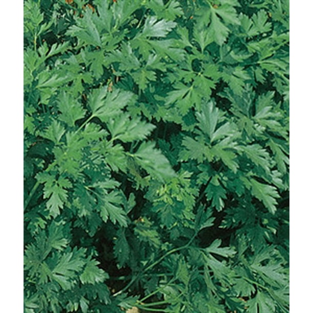 Parsley Dark Green Italian Seed 1 Packet