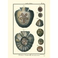 thumbnail image 3 of Diderot, Denis 11x14 Black Modern Framed Museum Art Print Titled - Sea Shells V, 3 of 5