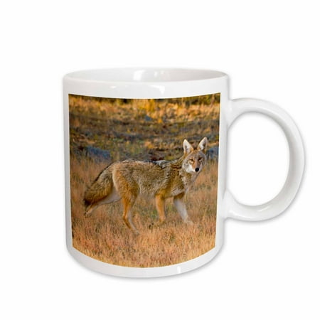 3dRose Coyote, Canis latrans, hunting. - Ceramic Mug,