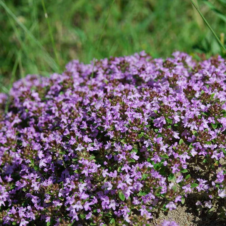 Thyme  40 CONEHEAD THYME Thymus Capitatus syn. Thymbra Capitata