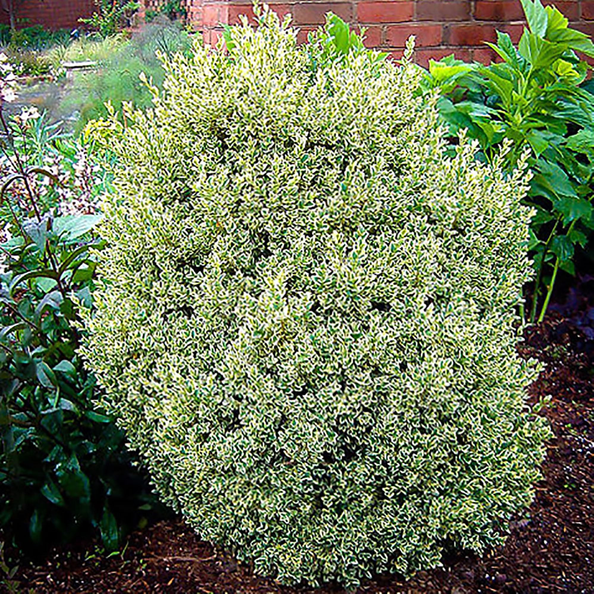 Variegated Boxwood Shrub 1 Gallon