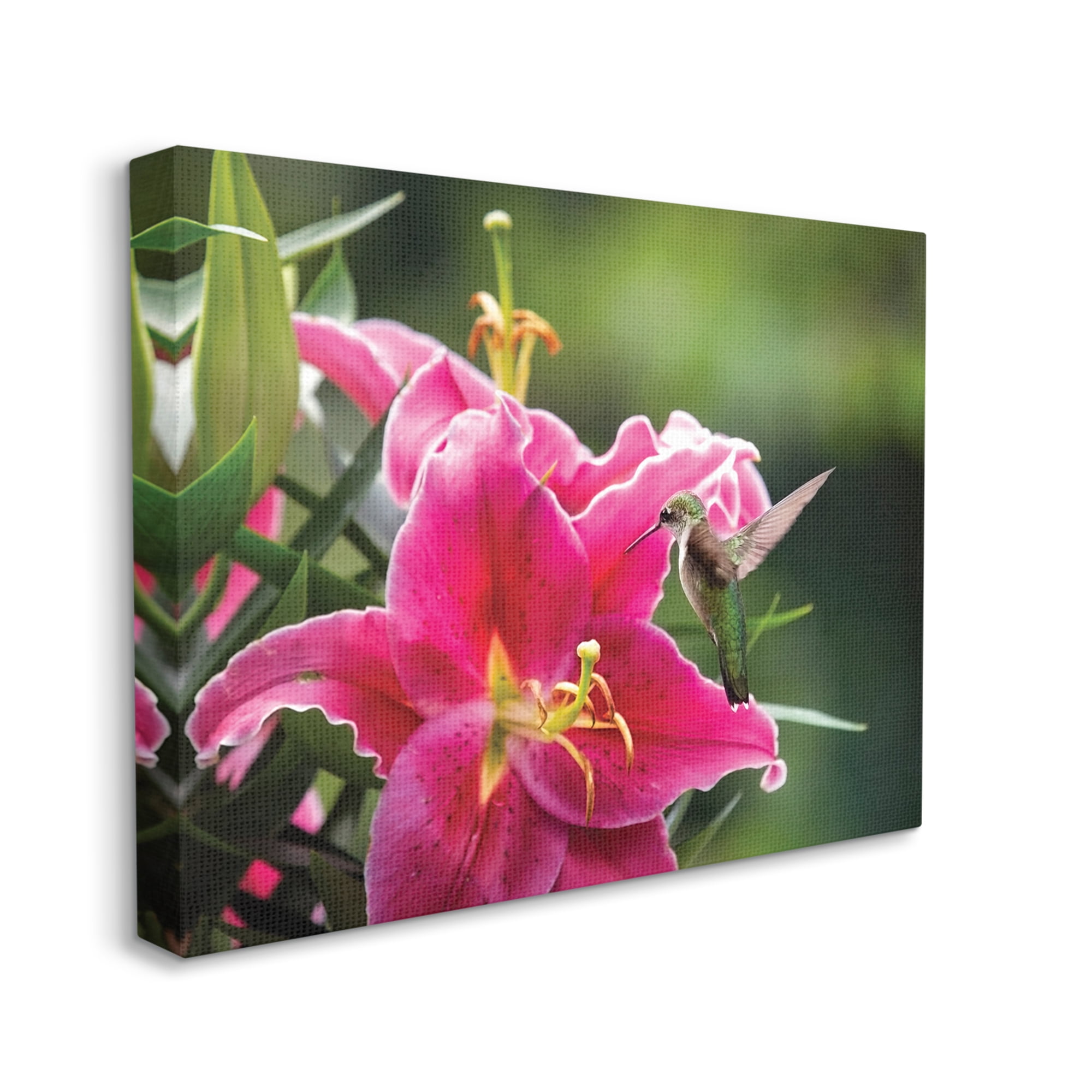 Stupell Industries Hummingbird with Hibiscus Animals & Insects Photography Gallery Wrapped Canvas Print Wall Art, 20 x 16