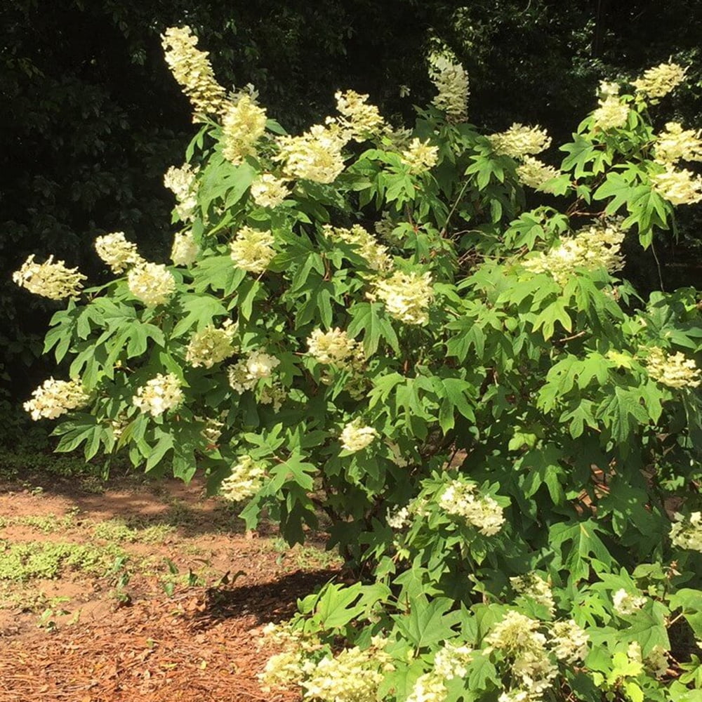 Southern Living Semmes Beauty Oak Leaf Hydrangea Live Shrub in 2.5-Gallon Grower Pot