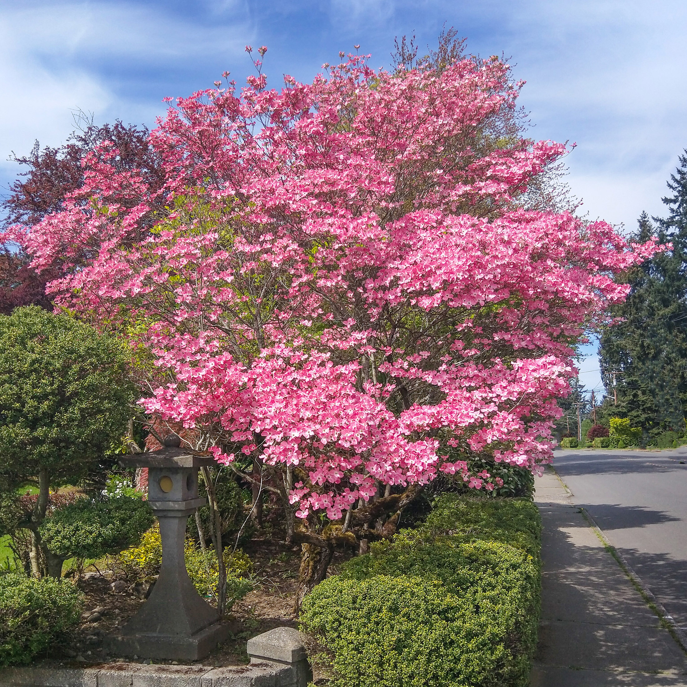 Expert Gardener 2-3 ft. tall American Beauty Dogwood Live Tree in 5-Gallon Grower Pot