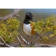 thumbnail image 2 of Fitzharris, Tim 18x14 White Modern Wood Framed Museum Art Print Titled - Rufous-sided Towhee, 2 of 4
