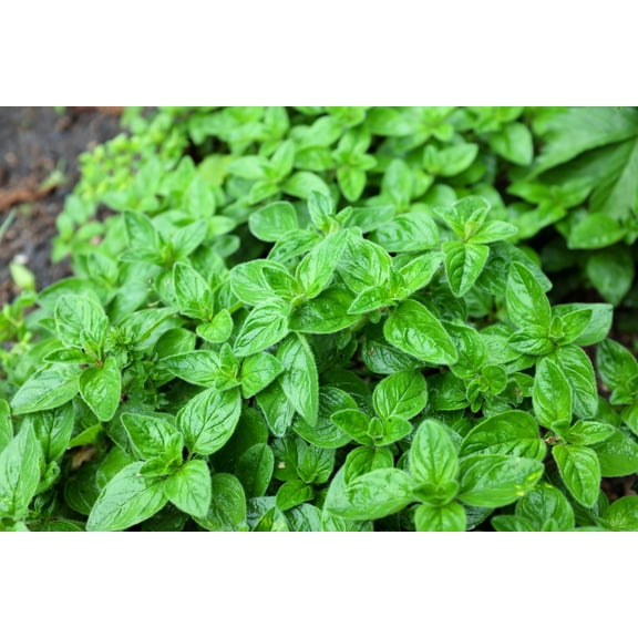 500 Seeds OREGANO Origanum Vulgare Herb Purple Butterfly Flower Seeds