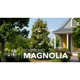 thumbnail image 2 of Southern Magnolia Grandiflora  20 Live Trees  Beautiful Evergreen Specimen Plant Fragrant Blooms, 2 of 9