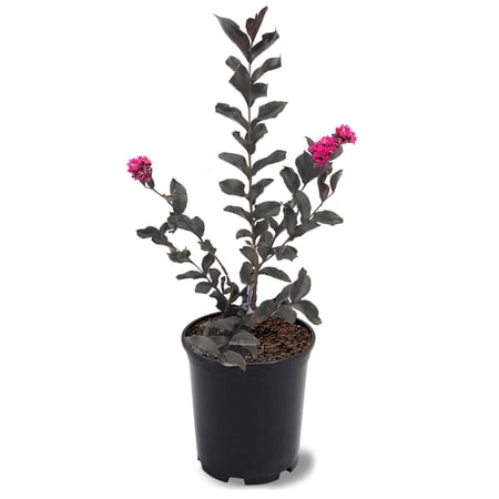 Expert Gardener 3-4 ft tall Mystic Magenta Crape Myrtle Live Tree in 7-Gallon Grower Pot