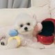 thumbnail image 2 of Caja de anillo de peluche, funda de amor, juguete para masticar para mascotas, sonidos, cachorros, niños, perros suaves, juguetes interesados, 2 of 5