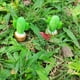 thumbnail image 3 of 2 Unids Artificial Suculentas Planta Jardín Miniatura Cactus Falso DIY Decoración Para El Hogar café Baoblaze Plantas suculentas artificiales, 3 of 8