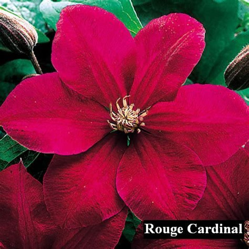 Rouge Cardinal Red Clematis Vine Plant 2.5" Pot