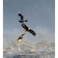 thumbnail image 2 of Li, Yunqiang 26x28 White Modern Wood Framed Museum Art Print Titled - Bald Eagles, 2 of 4