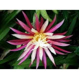 Zig Zag, Ric Rak, Fish Bone Cactus - Selenicereus - 4