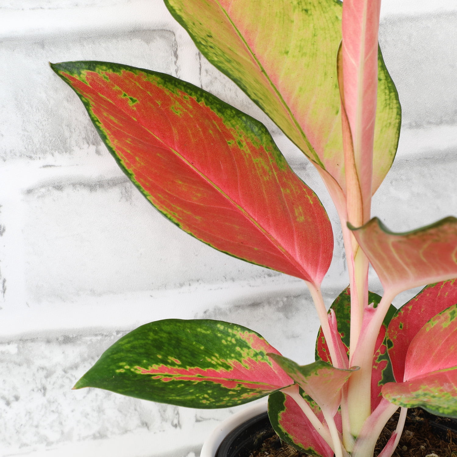 Red Aglaonema Evergreen | 4.25" Grow Pot | Easy Live Plant | Filtered Sun | Element by Altman Plants