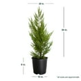 thumbnail image 4 of Expert Gardener Leyland Cypress (2.5 Gallon) Fast Growing Evergreen Tree - Full Sun Live Outdoor Plant, 4 of 6